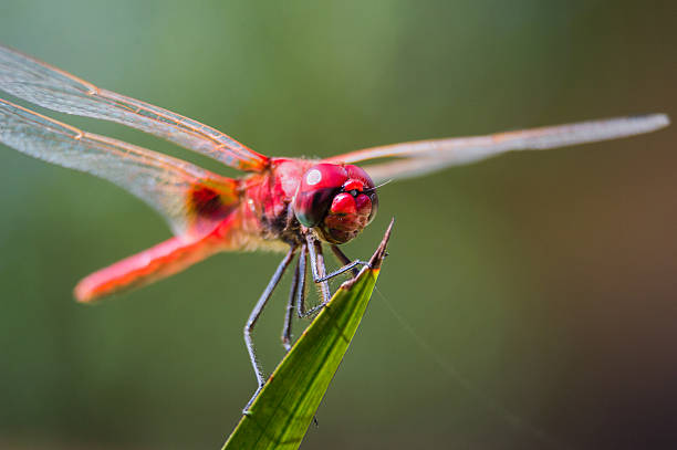 Libélula vermelho - fotografia de stock