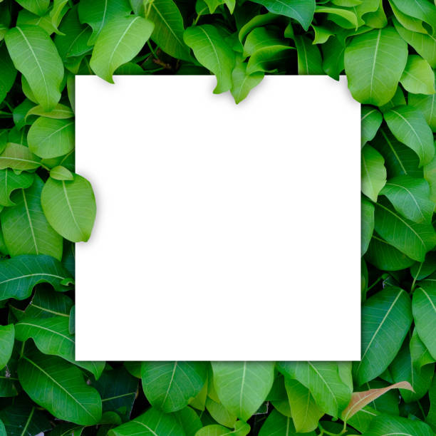 istock White paper blank on green leaf bush 1664674109