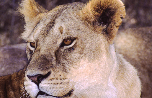 Lions have strong, compact bodies and powerful forelegs, teeth and jaws for pulling down and killing prey. Their coats are yellow-gold, and adult males have shaggy manes that range in color from blond to reddish-brown to black. The length and color of a lion's mane is likely determined by age, genetics and hormones.