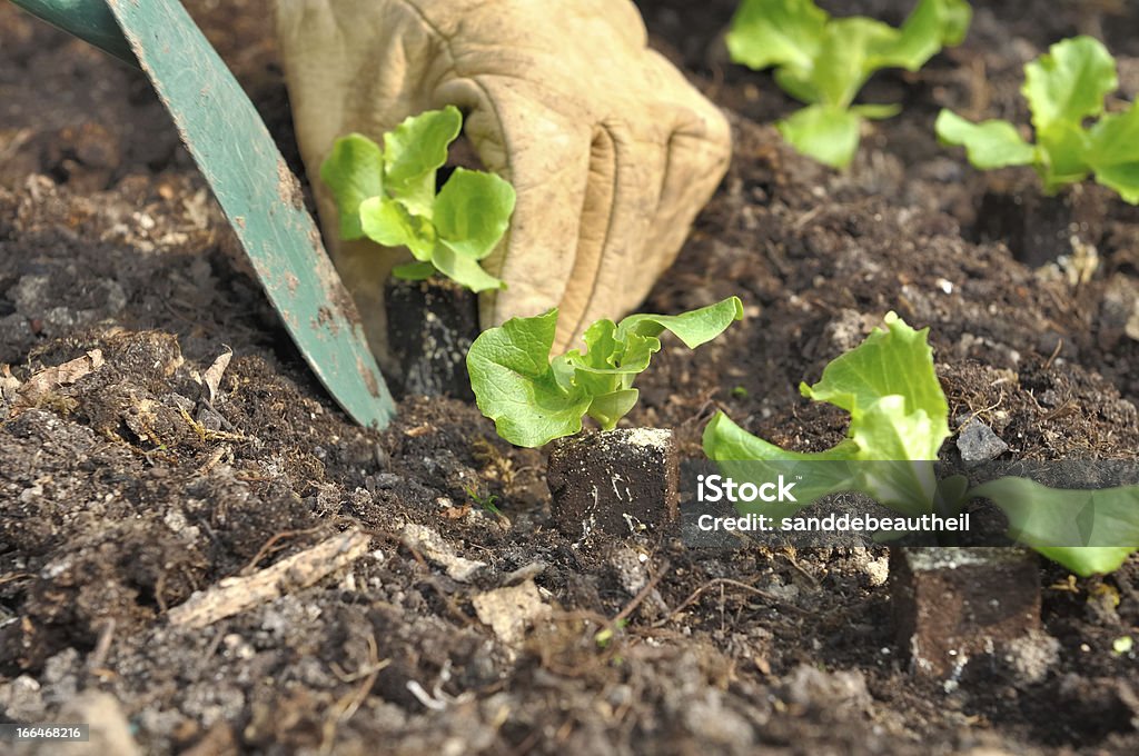 Pflanzen-Salat - Lizenzfrei Arbeiten Stock-Foto