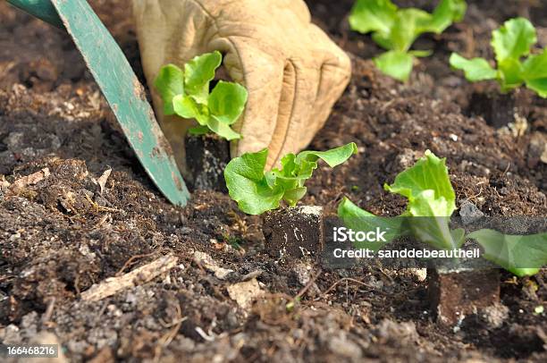 Pflanzensalat Stockfoto und mehr Bilder von Arbeiten - Arbeiten, Erdreich, Ernten