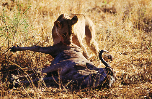 Lions have strong, compact bodies and powerful forelegs, teeth and jaws for pulling down and killing prey. Their coats are yellow-gold, and adult males have shaggy manes that range in color from blond to reddish-brown to black. The length and color of a lion's mane is likely determined by age, genetics and hormones.