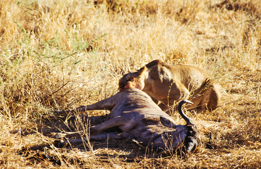 A stunning image of two lions in Chobe National Park, Botswana