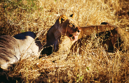 Lions have strong, compact bodies and powerful forelegs, teeth and jaws for pulling down and killing prey. Their coats are yellow-gold, and adult males have shaggy manes that range in color from blond to reddish-brown to black. The length and color of a lion's mane is likely determined by age, genetics and hormones.