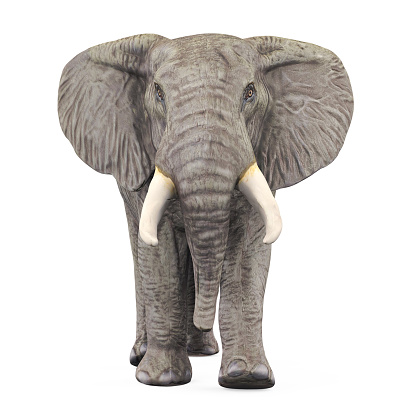 Elephant isolated on white background. 3D render