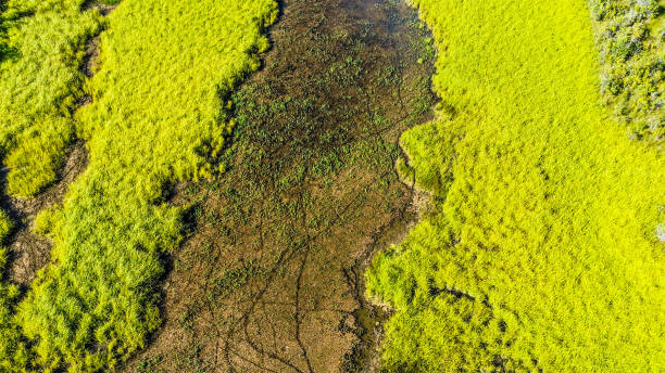 istock Alaska Marshland - Drone Flight Over Interior Alaska 1664704775