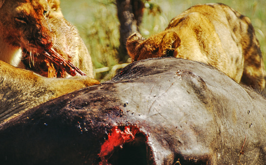 Lions have strong, compact bodies and powerful forelegs, teeth and jaws for pulling down and killing prey. Their coats are yellow-gold, and adult males have shaggy manes that range in color from blond to reddish-brown to black. The length and color of a lion's mane is likely determined by age, genetics and hormones.