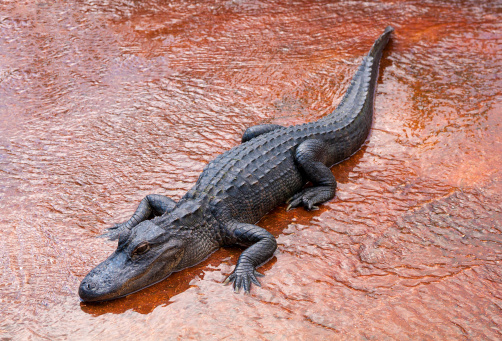 Big alligator in the water