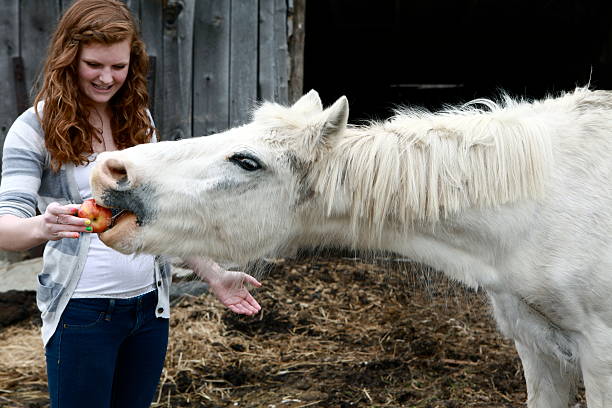 teen mädchen fütterung horse - pferdeäpfel stock-fotos und bilder