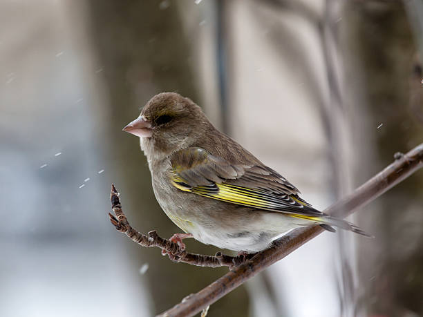 istock Greenfinch in winter day 166473883