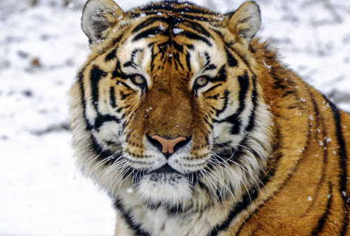 Tigers have reddish-orange coats with prominent black stripes, white bellies and white spots on their ears. Like a human fingerprint, no two tigers have the exact same markings. Because of this, researchers can use stripe patterns to identify different individuals when studying tigers in the wild.