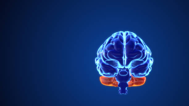 istock The mental operations of the brain animated 3D 1664760446