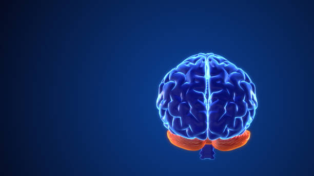 istock The mental operations of the brain animated 3D 1664760727