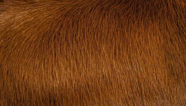 istock Close-up of a cows mane, showcasing its deep brown coat 1664769018