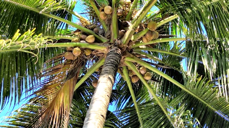 Coconut Tree