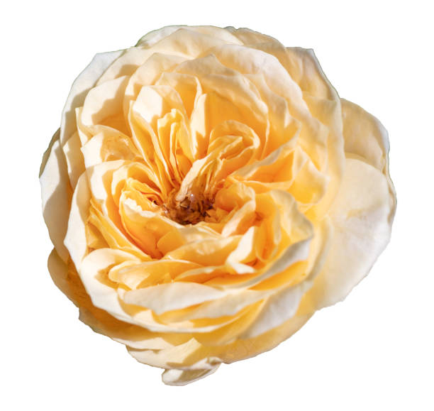 istock Beautiful yellow rose flower isolated on white background. 1664798848