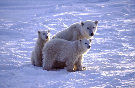 Polar Bears are about seven to eight feet long, measured from the nose to the tip of their very short tail. Male polar bears are much larger than the females. A large male can weigh more than 1,700 pounds, while a large female is about half that size up to 1,000 pounds.