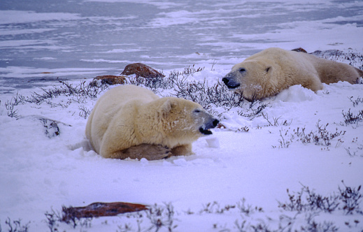 Polar bear in the tundra of Churchill, Canada.  Nikon D300 with 400mm f/2.8.