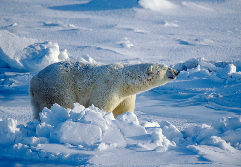 The polar bear (Ursus maritimus) is a bear native largely within the Arctic Circle encompassing the Arctic Ocean, its surrounding seas and surrounding land masses. On the beach at Barter Island waiting for the sea to freeze to allow hunting of seals from the ice. Kaktovik