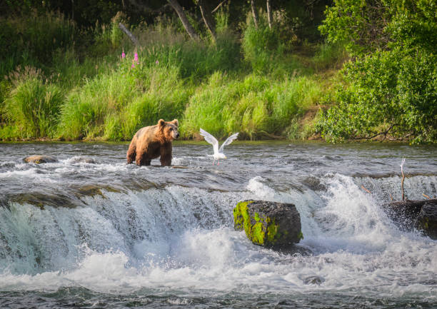 braunbär und fliegender vogel an den brooks falls. katmai nationalpark. alaska. usa. - katmai national park stock-fotos und bilder
