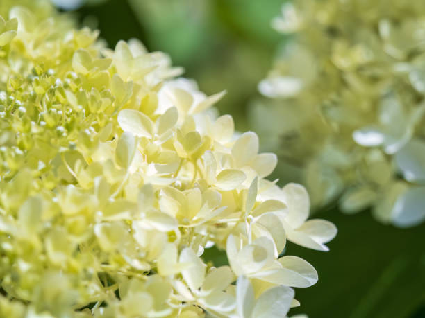istock Lush white and yellow hydrangea flowers in summer. 1664837183