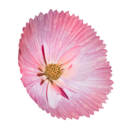 Purple  cosmos  flower  on white isolated background with clipping path. Closeup.  Nature.