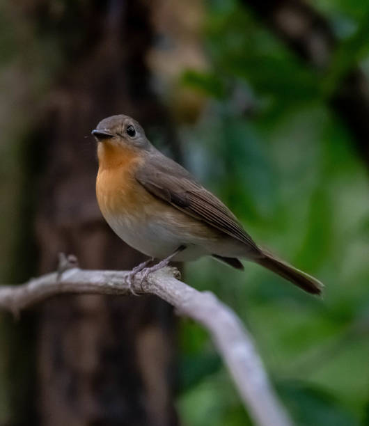 istock Indochinese Blue Flycatcher 1664859644