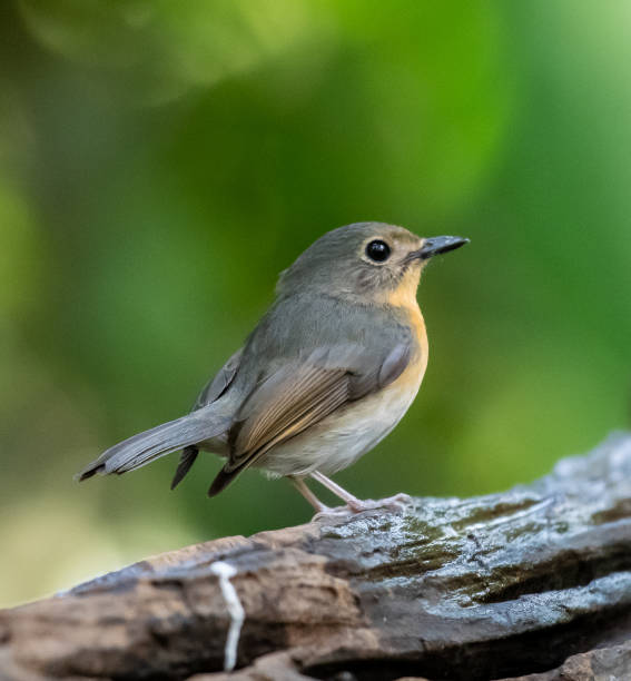 istock Indochinese  Blue  Flycatcher 1664859673