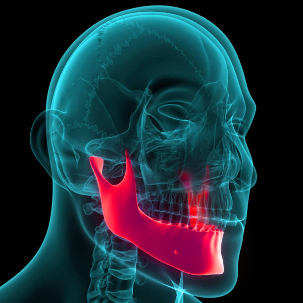 istock Human Skeleton System Skull Bone Parts Mandible Anatomy 1664861854