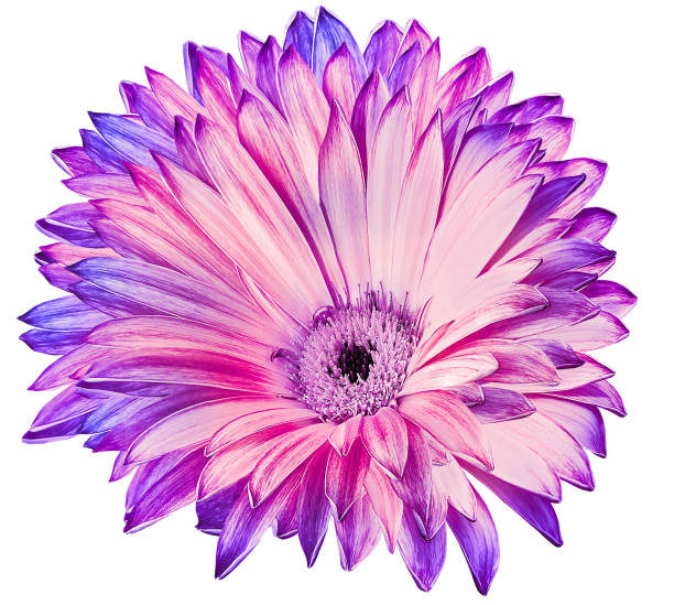 istock Chrysanthemum flower  on white isolated background with clipping path. Closeup.  Nature. 1664862371