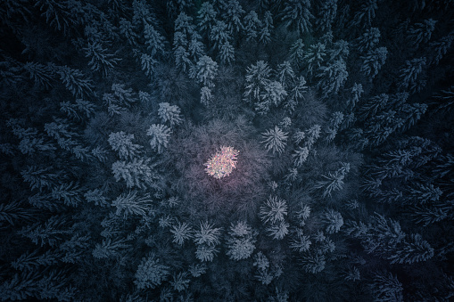 Illuminated Christmas tree in the middle of the dark  forest.