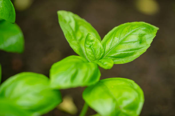 Juicy green Basil at the garden bed, high angle view