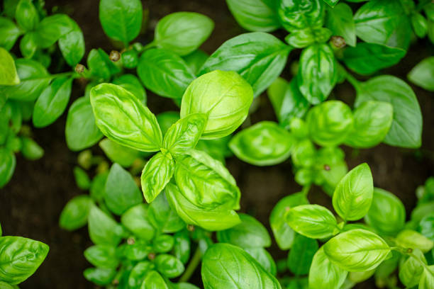 Juicy green Basil at the garden bed, high angle view