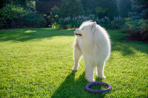White dog enjoys the morning at the backyard