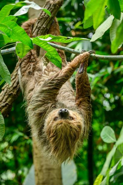 istock Two toed sloth, Choloepus didactylus 1664903736