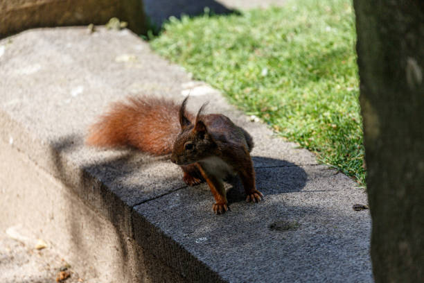 istock Squirrel on the ground in a park 1664906352