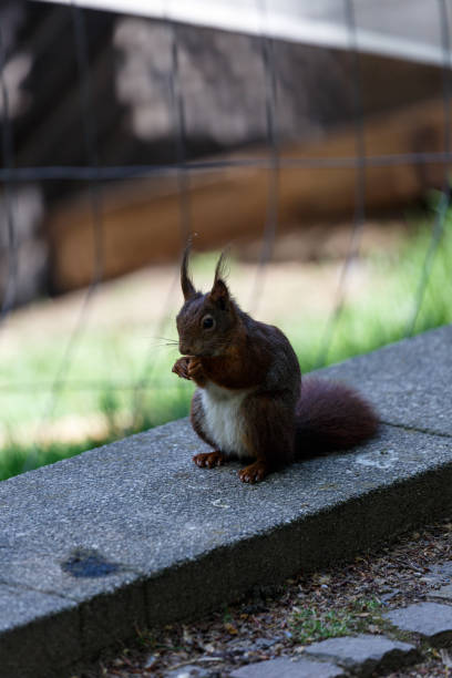 istock Squirrel on the ground in a park 1664907405