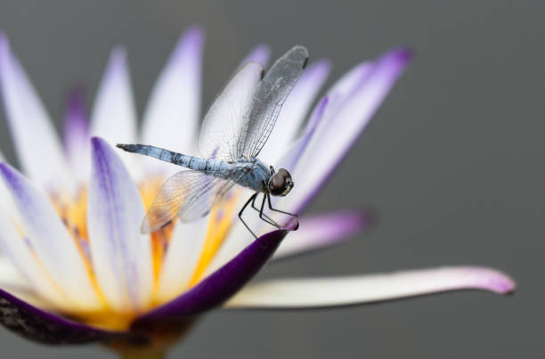 istock Dragonfly perched on a water lily flower 1664910597