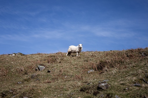 A white sheep stands in a lush green grassy area atop a gentle hill, surveying the landscape