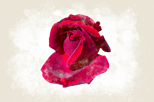 Digital watercolor painting of a red bud rose on biege background for Valentine's day concept.