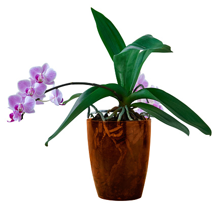 pink orchid in a pot isolated
