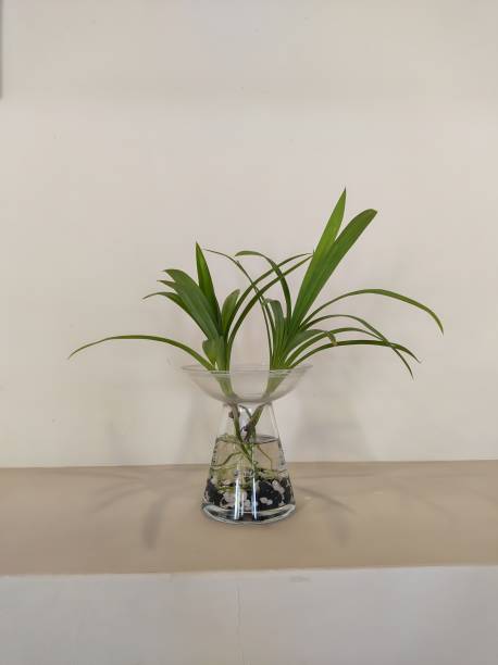 istock A decorative live plant in a glass container. 1664924378