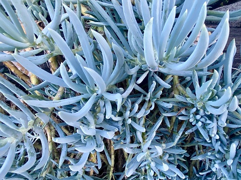Horizontal blue silver succulent plant called Senecio Mandraliscae (Blue Chalk Sticks) in country garden