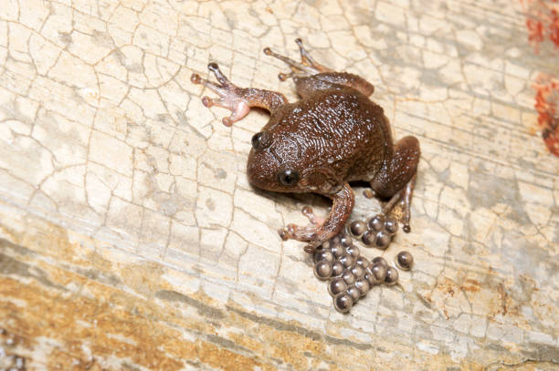 rana nocturna de bombay con huevos, nyctibatrachus humayuni, satara, maharashtra, india - rain monsoon rainforest storm fotografías e imágenes de stock