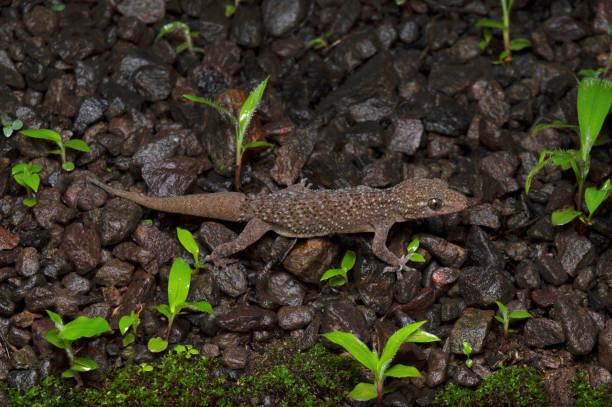 istock Murrys gecko, Hemidectylus murray, Satara, Maharashtra, India 1664939398