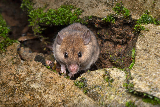 istock Field mouse, Mus budoga, Satara, Maharashtra, India 1664939401