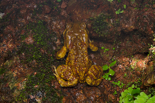 Savage's Slender-toed Frog ( Leptodactylus savagei), in the wild on a log in Costa Rica.