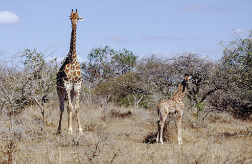 The tallest land mammal, with a neck as long as 6 feet, the giraffe is also well known for the unique brown and white pattern on its coat and its lengthy eyelashes and legs. Habitat: Giraffes use both semi-arid savannah and savannah woodlands in Africa.