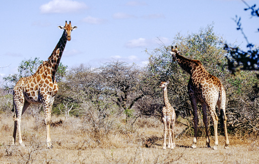 The tallest land mammal, with a neck as long as 6 feet, the giraffe is also well known for the unique brown and white pattern on its coat and its lengthy eyelashes and legs. Habitat: Giraffes use both semi-arid savannah and savannah woodlands in Africa.