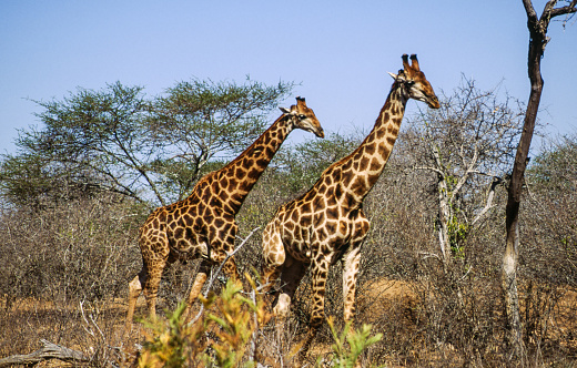 The tallest land mammal, with a neck as long as 6 feet, the giraffe is also well known for the unique brown and white pattern on its coat and its lengthy eyelashes and legs. Habitat: Giraffes use both semi-arid savannah and savannah woodlands in Africa.